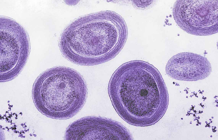 Suplementos y cáncer: cuándo ayudan y cuándo pueden perjudicar